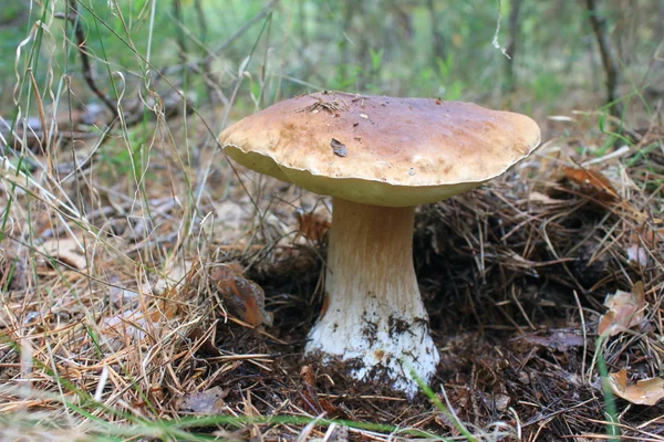 Vackra svamp i skogen höst — Stockfoto