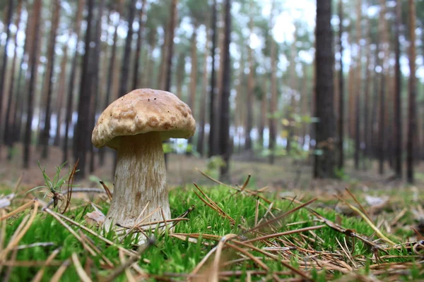 Vackra svamp i skogen höst — Stockfoto