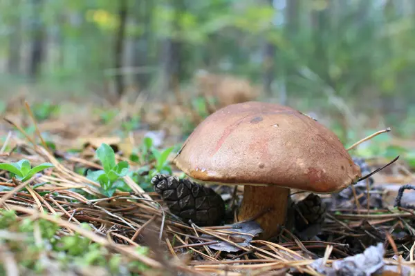 Krásný hub v podzimním lese — Stock fotografie