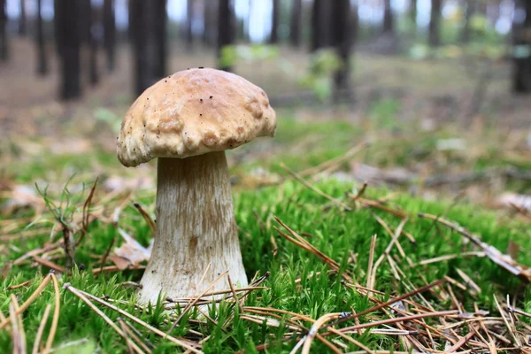 Красивый гриб в осеннем лесу — стоковое фото