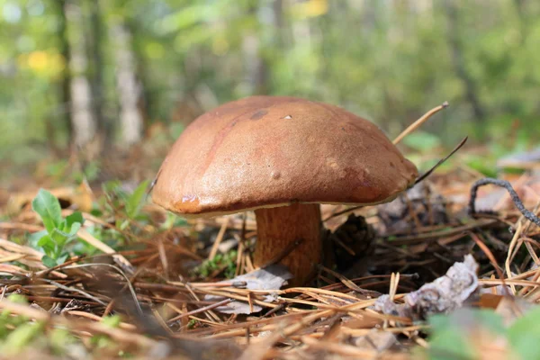 Красивый гриб в осеннем лесу — стоковое фото