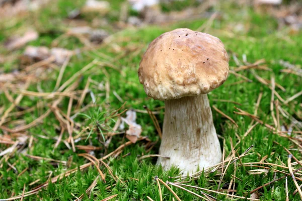 Belo cogumelo na floresta de outono — Fotografia de Stock