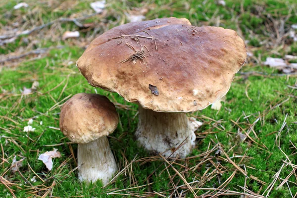 Hermoso hongo en el bosque de otoño — Foto de Stock