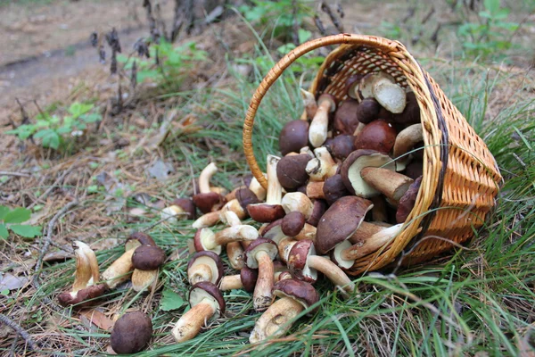 The basket of mushrooms in the forest — Stock Photo, Image