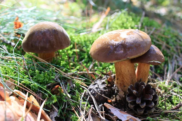Bei funghi — Foto Stock
