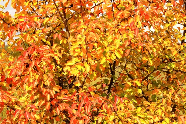 Autumn background — Stock Photo, Image