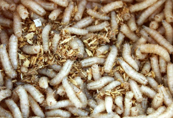 A lot of worms close up — Stock Photo, Image