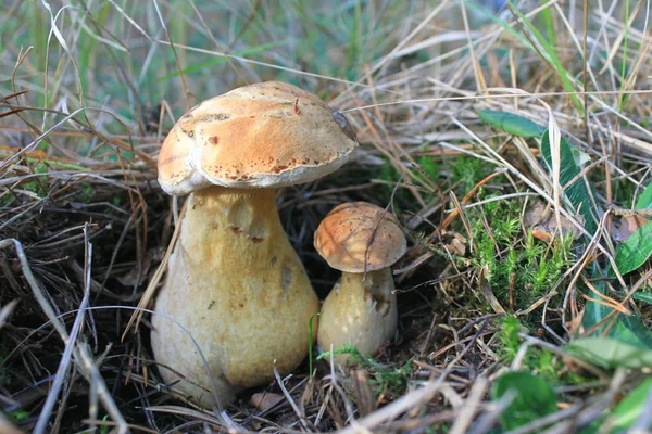 Bei funghi autunnali — Foto Stock