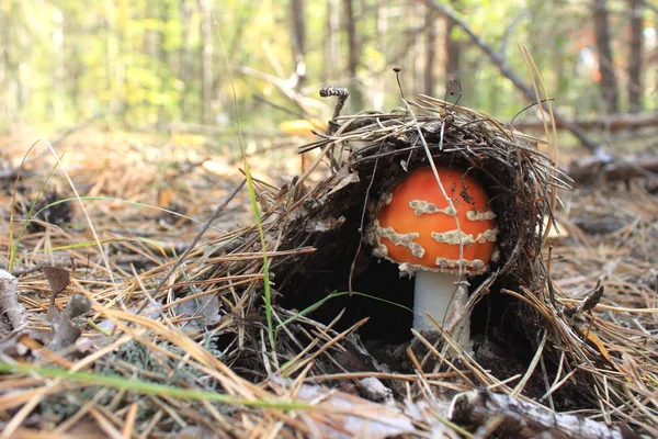 Beautiful red mushroom — Stock Photo, Image