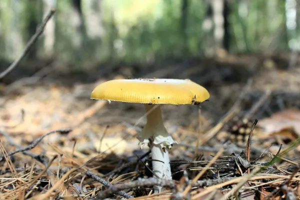 Krásná houbová — Stock fotografie