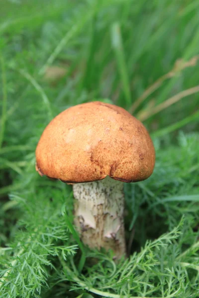 Beautiful mushroom in green grass — Stock Photo, Image