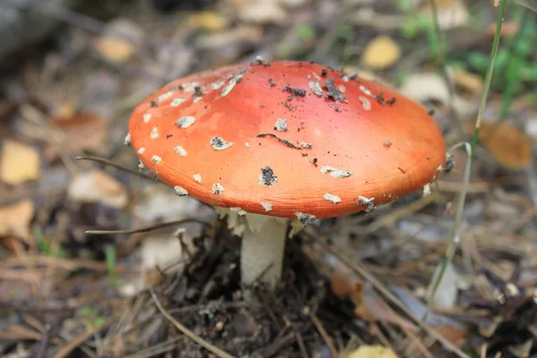 Hermosa amanita roja en el bosque de otoño — Foto de Stock