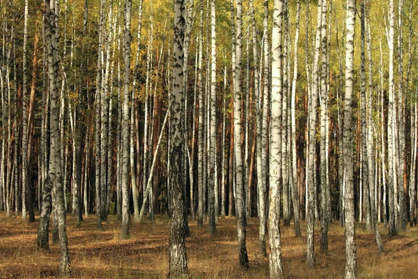 Herbstbäume — Stockfoto