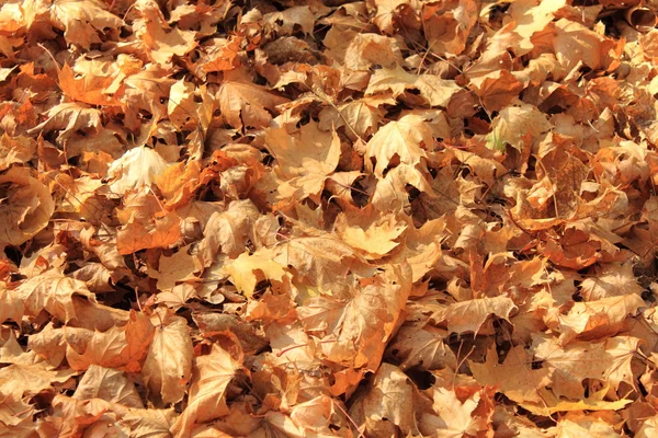 Maple leaves — Stock Photo, Image