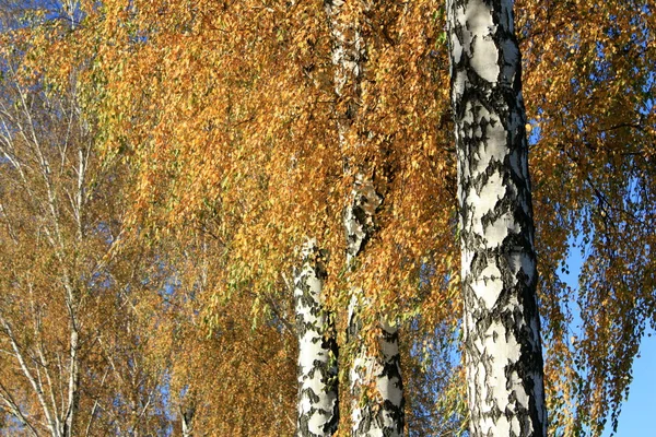 Bouleau d'automne gros plan — Photo