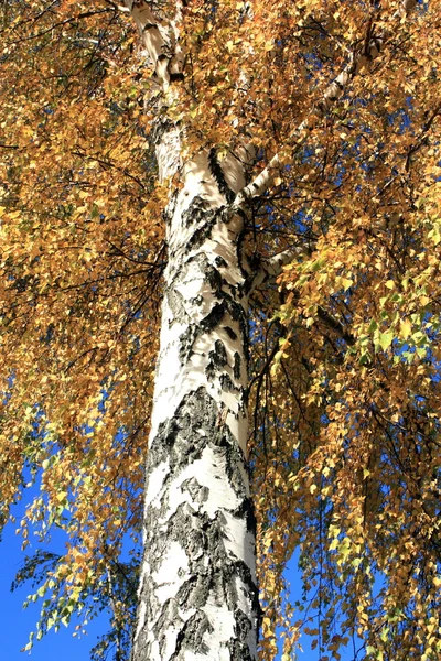 Autumn birch closeup — Stock Photo, Image