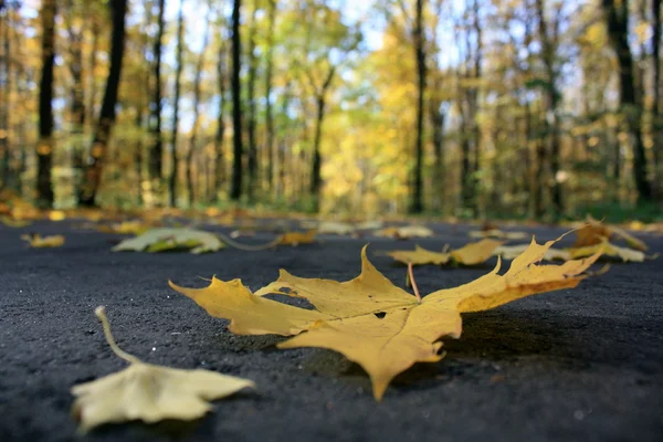 Herfstbladeren op plaveisel — Stockfoto