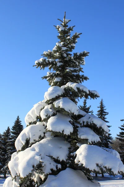 Kiefer im Schnee — Stockfoto