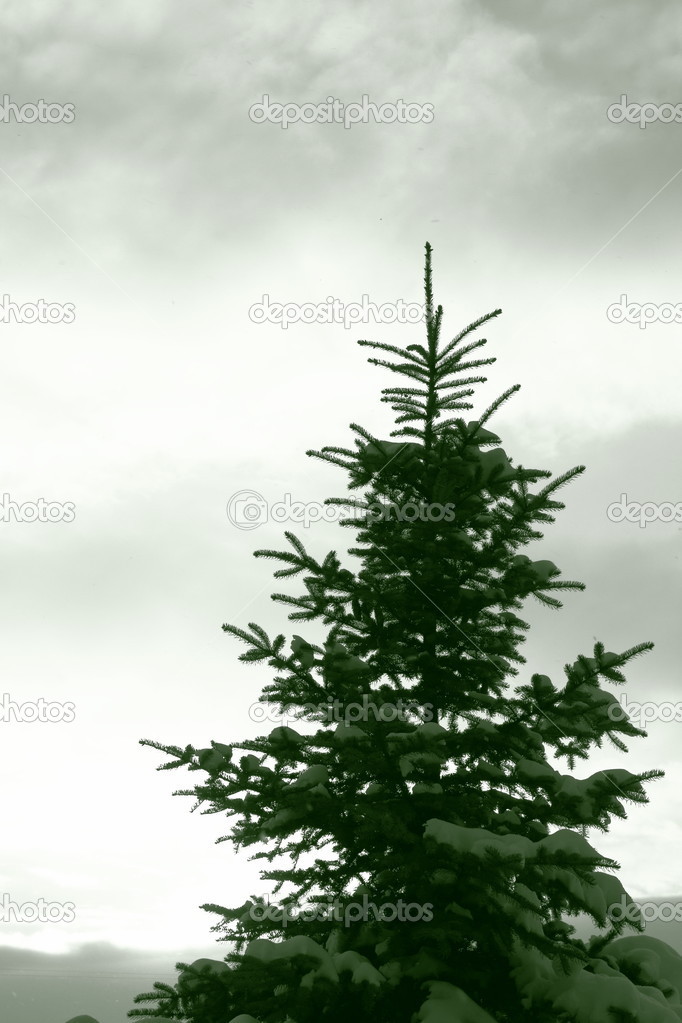 Pine-tree in snow