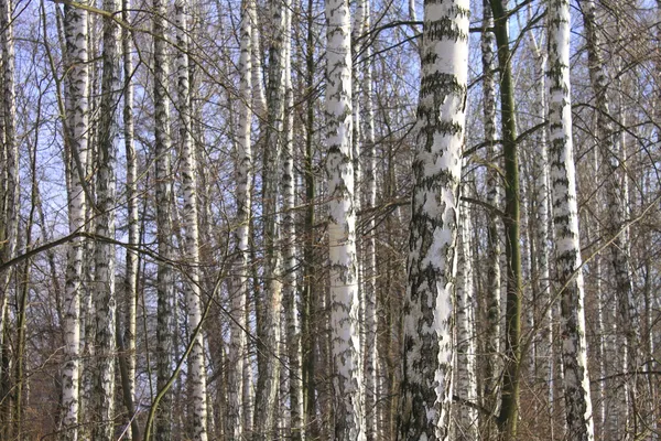 Birkenholz im Frühling — Stockfoto