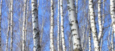 Huş ağacı ahşap bahar
