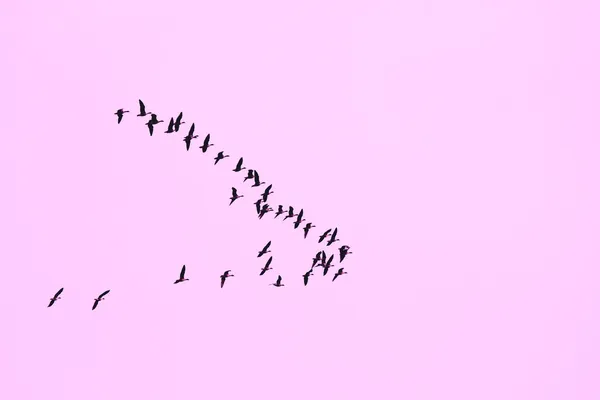 Flock of geese flying in a formation — Stock Photo, Image
