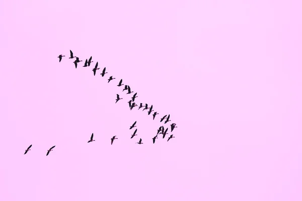 Flock of geese flying in a formation — Stock Image Flock of geese flying in a formation Royalty Free Stock Photos