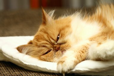 güzel kabarık kedi closeup portresi