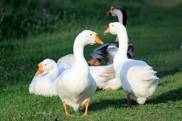 White geese on natural background — Stock Photo, Image