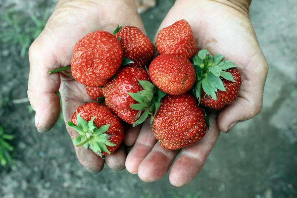 Hands of the old man with fresh berries red strawberry close — Stock Photo, Image
