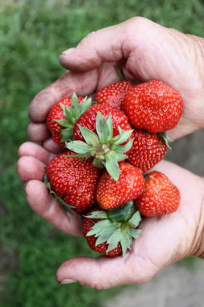 Hands of the old man with fresh berries red strawberry close — Stock Photo, Image