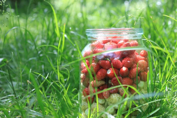 Glass jar with fresh ripe strawberries in a green grass — Stock Photo, Image