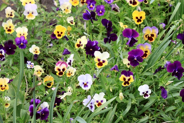 Colorful pansy flowers — Stock Photo, Image