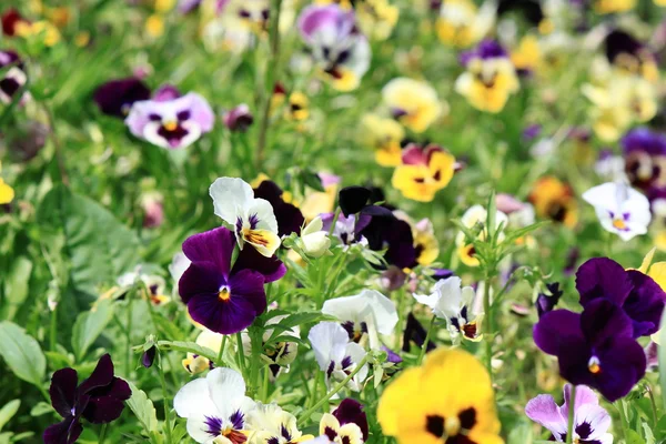 Fleurs pansées colorées — Photo