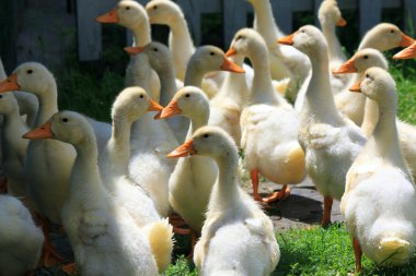 birçok genç ördekler yeşil çimenlerin üzerinde