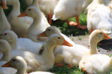 birçok genç ördekler yeşil çimenlerin üzerinde