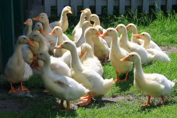 Banyak bebek muda di rumput hijau — Stok Foto