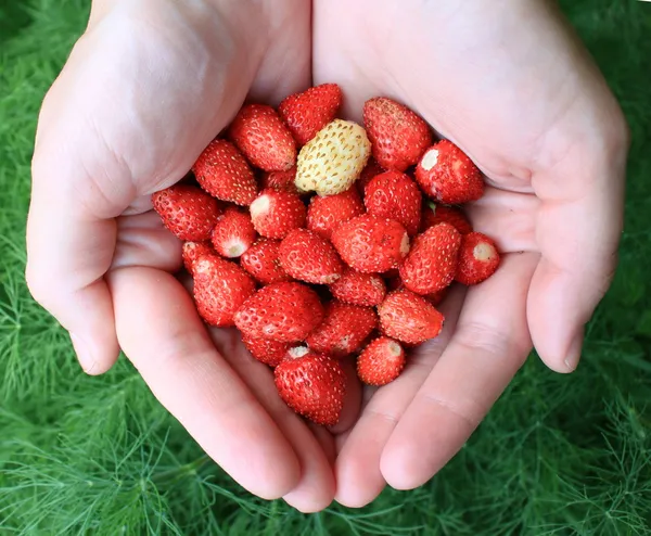 Hands holding fresh berries — Stock Photo, Image