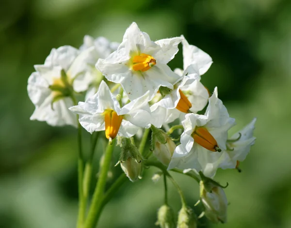 Buisson de pommes de terre fleurissant avec des fleurs blanches — Photo