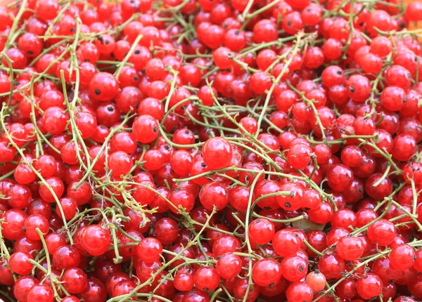 Background of red berries in closeup — Stock Photo, Image