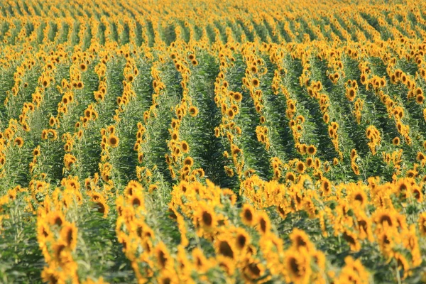 Soleil d'été sur le champ de tournesol — Photo