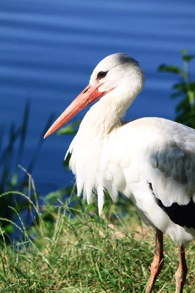 Adult stork in its natural habitat — Stock Photo, Image