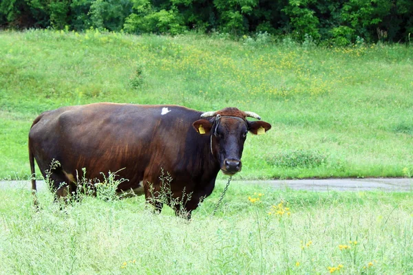 Brązowy byk na naturalne tło zielony — Zdjęcie stockowe