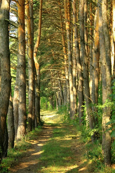 Pine forest road — Stockfoto