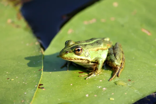 Žába odpočívající na lotosovém listu — Stock fotografie