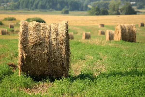 Fardos de feno no campo — Fotografia de Stock