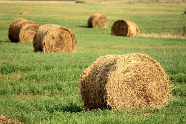 Fardos de feno no campo — Fotografia de Stock