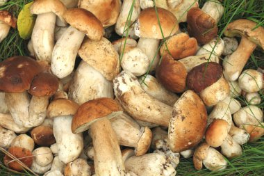 Bir sürü taze mantar.