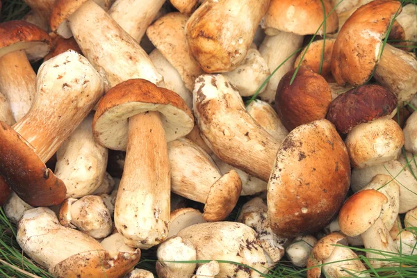 Lots of fresh mushrooms — Stock Photo, Image