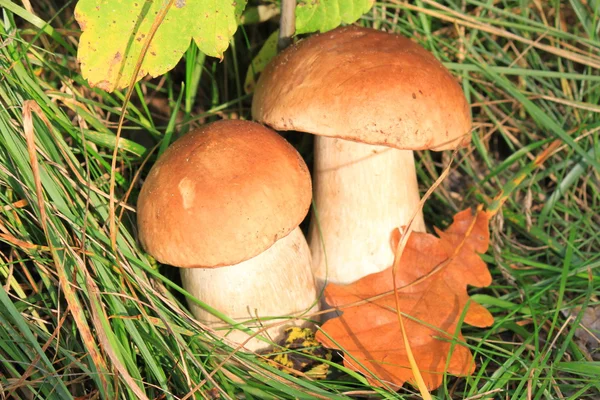 Two mushrooms — Stock Photo, Image